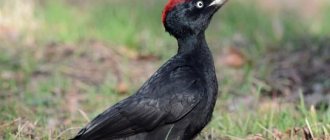 Zhelna or black woodpecker