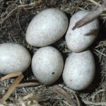 yellow wagtail voice