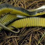 yellow-bellied snake