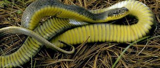 yellow-bellied snake