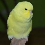 yellow budgie