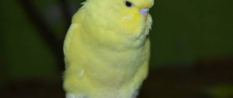 yellow budgie