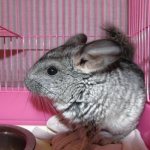 Chinchilla&#39;s home