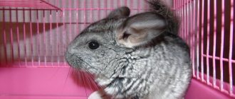 Chinchilla&#39;s home