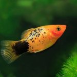 Viviparous aquarium fish: list, description, photos, types