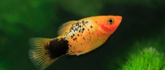 Viviparous aquarium fish: list, description, photos, types