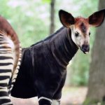 Okapi animal