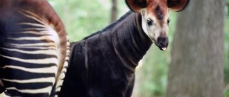 Okapi animal