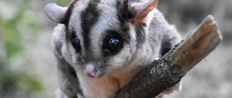 animal sugar glider