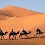 animal camel interesting facts