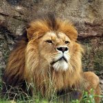 Animals of Africa - lion