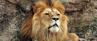 Animals of Africa - lion