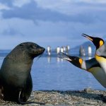 Animals-Antarctica-Description-and-features-of-animals-Antarctica-50