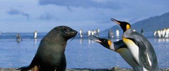 Animals-Antarctica-Description-and-features-of-animals-Antarctica-50