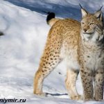 Animals-Baikal-Names-description-and-features-of-animals-Baikal-7