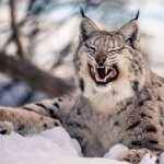 Animals-Ural-Description-names-and-species-of-animals-Ural-9