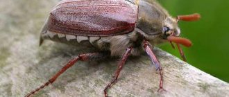 May beetle