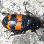 Gravedigger beetle (Nicrophorus).