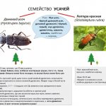 Longhorn beetle photo and description. Types of longhorned beetles 