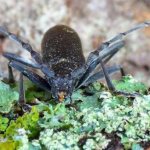 longhorned beetle