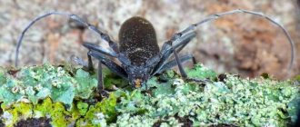 longhorned beetle