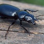 Ground beetle