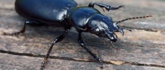 Ground beetle