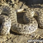 Snakes-Red-Book-Russia-2