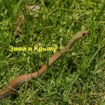 Snakes of Crimea, photo