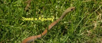 Snakes of Crimea, photo