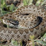 Snakes of the Rostov region: Steppe viper