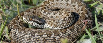 Snakes of the Rostov region: Steppe viper