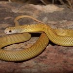 Mulga snake