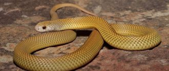 Mulga snake