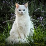 Did you know that white cats suffer from deafness?