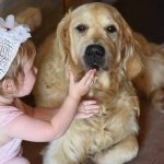 Golden Retrievers are an ideal choice for families with children of any age.