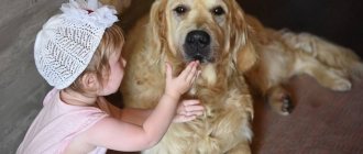 Golden Retrievers are an ideal choice for families with children of any age.