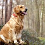 Golden Retriever (1).jpg