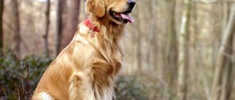 Golden Retriever (1).jpg