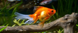 Goldfish in an aquarium