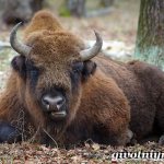 Bison-animal-lifestyle-and-habitat-of-the-bison-7