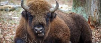 Bison-animal-lifestyle-and-habitat-of-the-bison-7