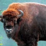 Bison are rare animals