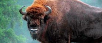 Bison are rare animals